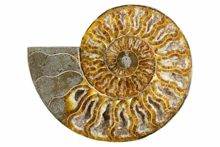 Cut & Polished Ammonite Fossil (Half) - Deep Crystal Pockets #346002